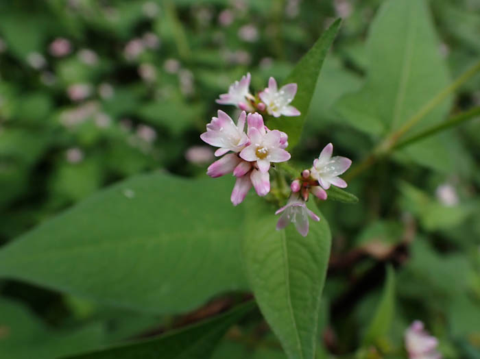 photoミゾソバの花