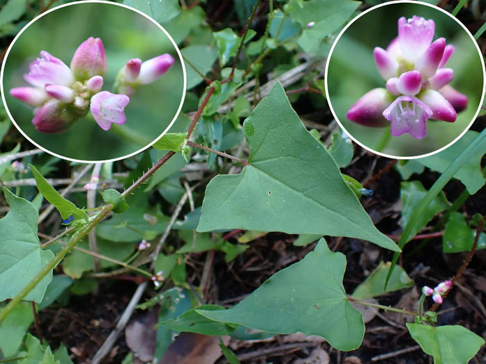 photoママコノシリヌグイ