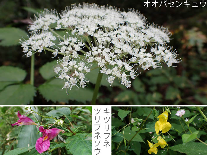 photoオオバセンキュウ,ツリフネソウ,キツリフネ