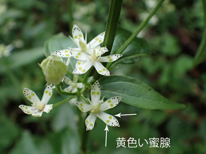 photoアケボノソウ