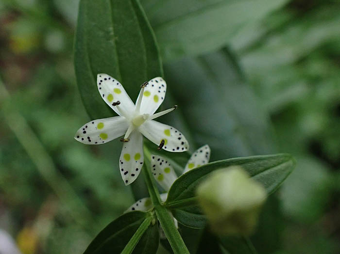 photoアケボノソウ