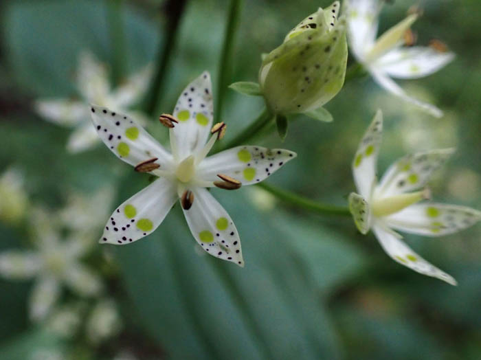 photoアケボノソウ