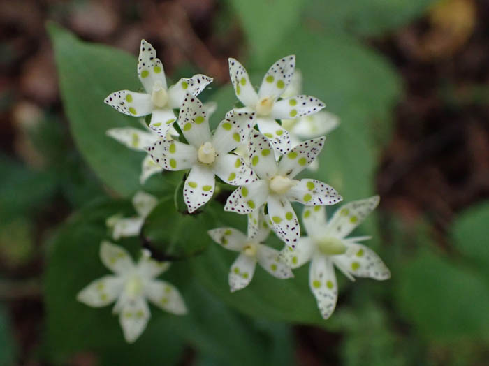 photoミゾソバの花