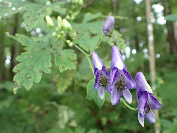 photoツクバトリカブト？