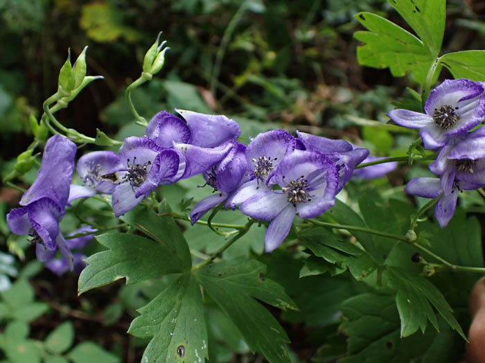 photoツクバトリカブト？