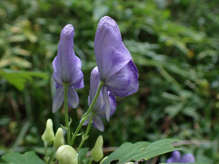 photoツクバトリカブト？