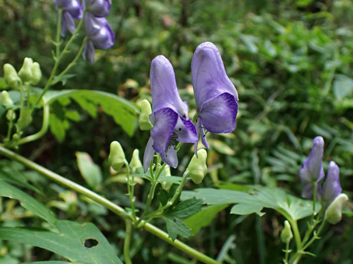 photoツクバトリカブト？