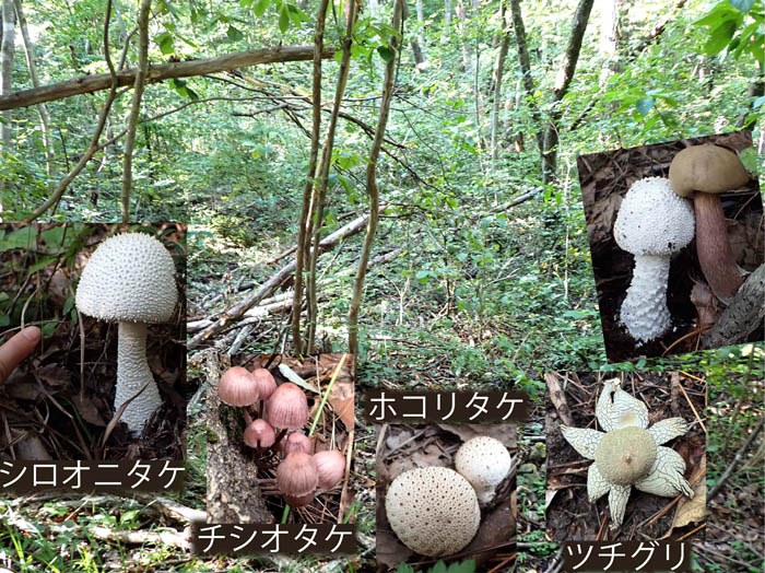 photo10ヤブに入ってキノコに会う 
