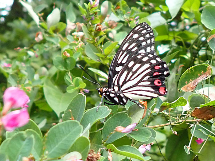 photoアカボシゴマダラ