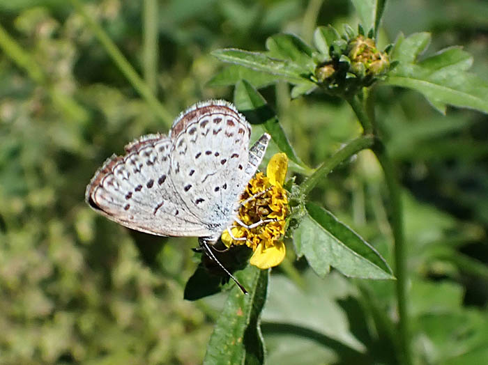 photoシジミチョウ