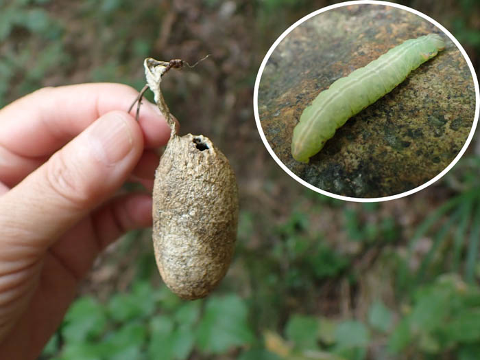 photoヤママユガ幼虫と繭