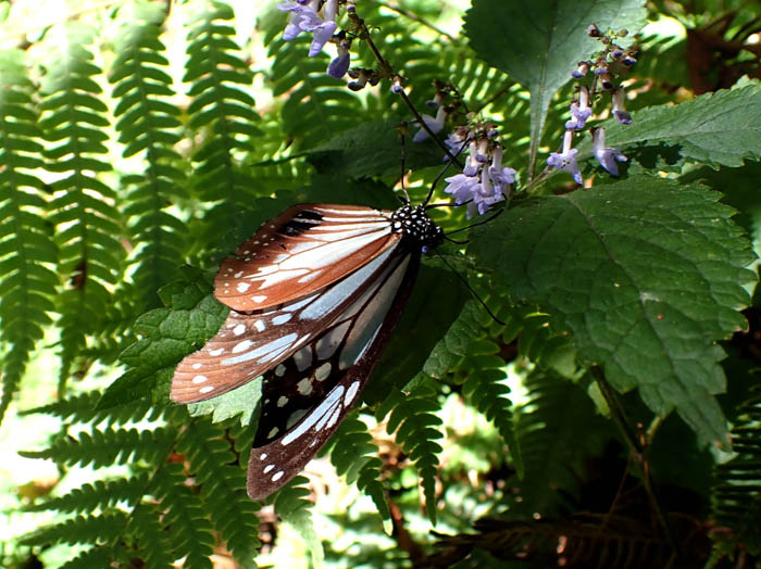 photoアサギマダラ