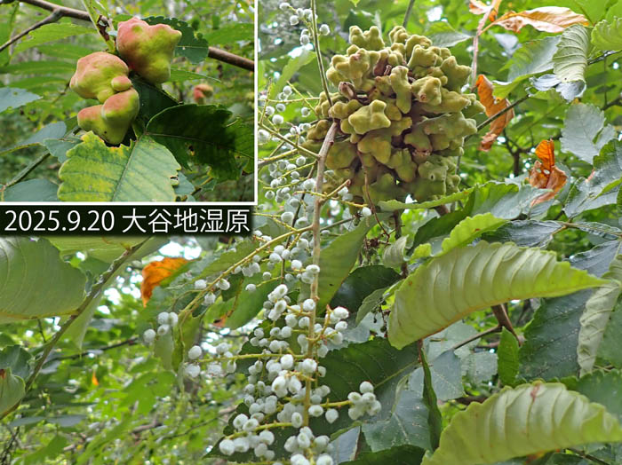 photo13ヌルデノミミフシ(虫瘤) 