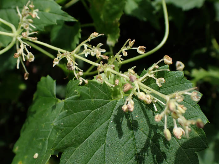 photoカラハナソウ