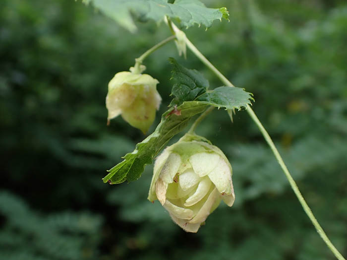 photoカラハナソウ実