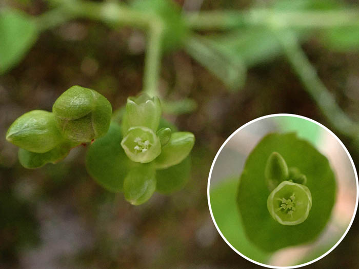 photoイシミカワ