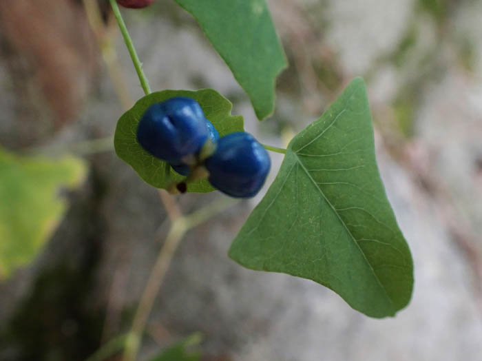 photoイシミカワ実
