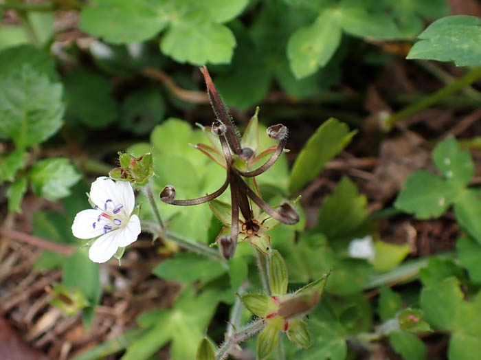 photoゲンノショウコ花と実