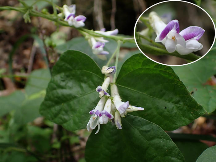 photoヤブマメ