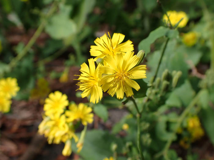 photoヤクシソウ