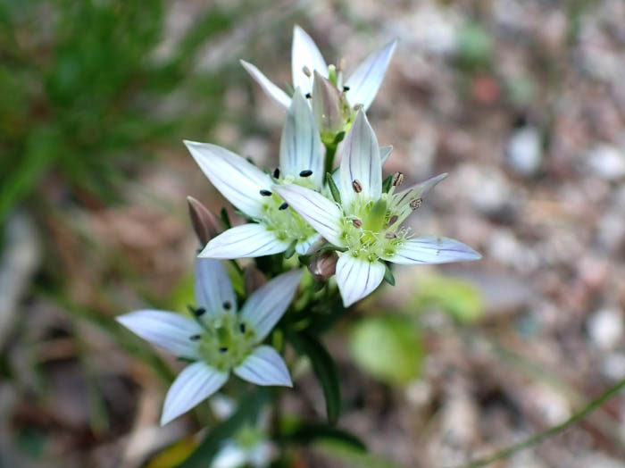 photoセンブリ