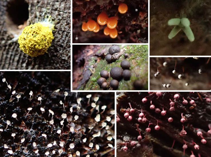 photoいろいろな姿の粘菌