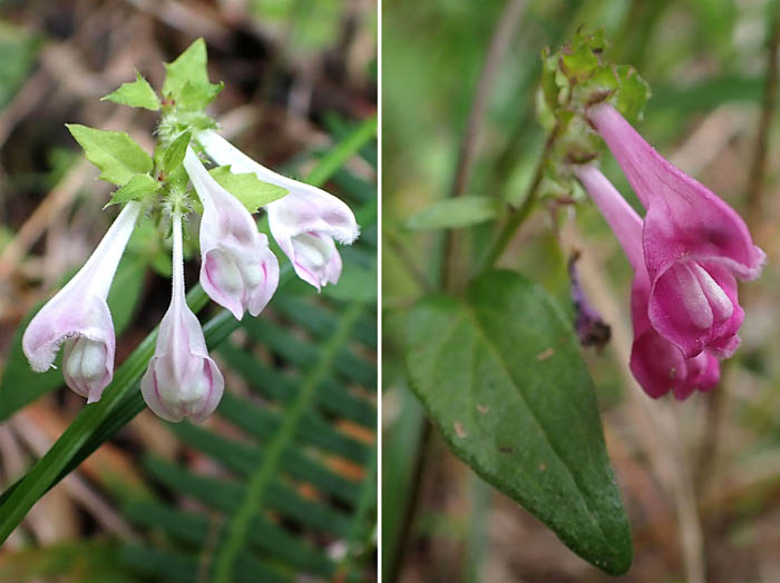 photoママコナの色違い