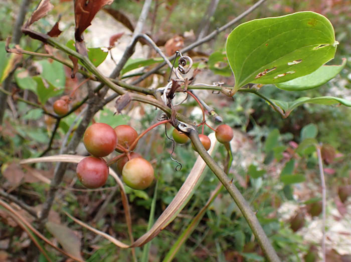 photoサルトリイバラ
