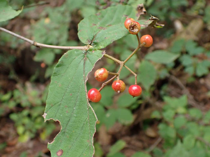 photoコバノガマズミ