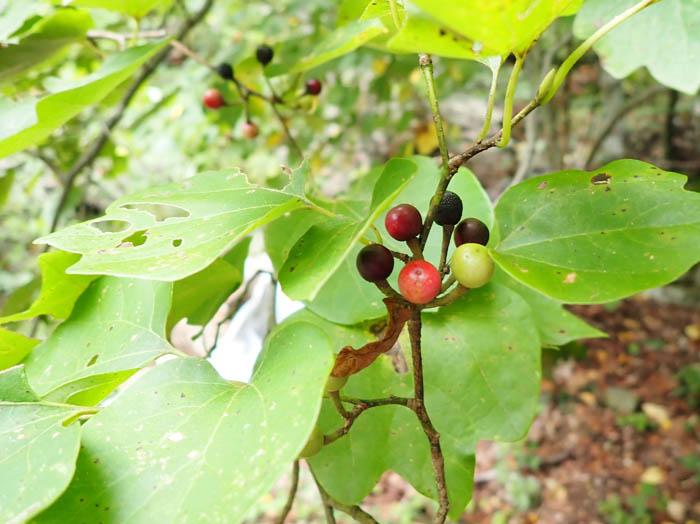 photoダンコウバイ