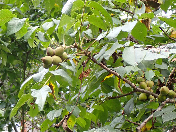 photoオニグルミ