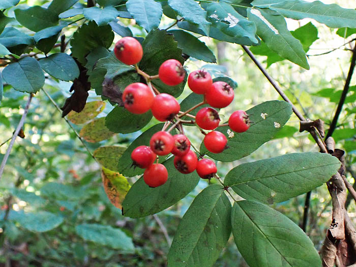 photoナンキンナナカマド