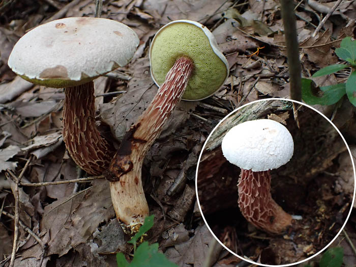 photoセイタカイグチ