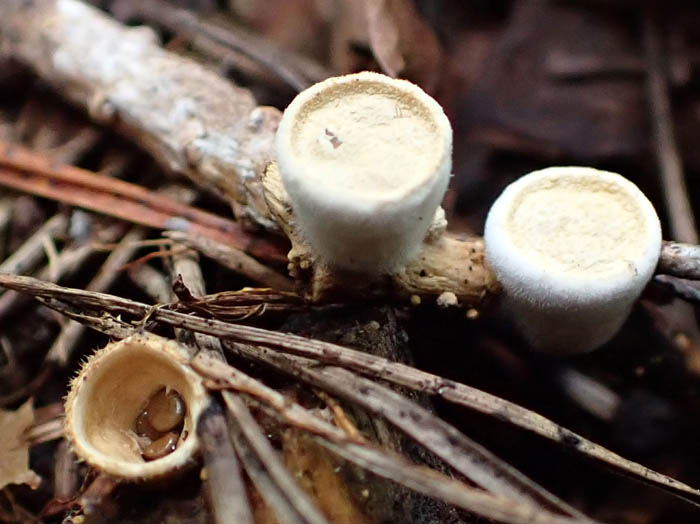 photoチャダイゴケ