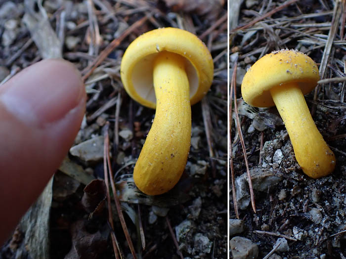 photo黄色いキノコ