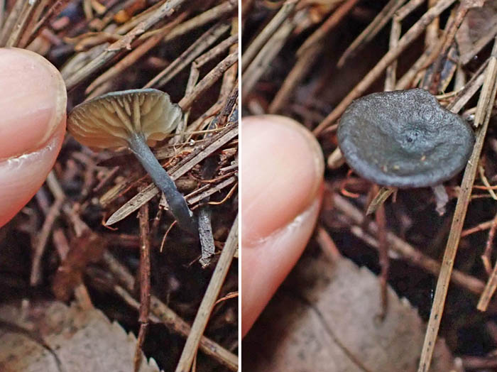 photo紺色のキノコ