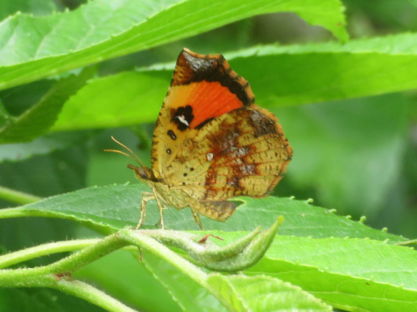 photo・イカリモンガ・戸隠森林植物園