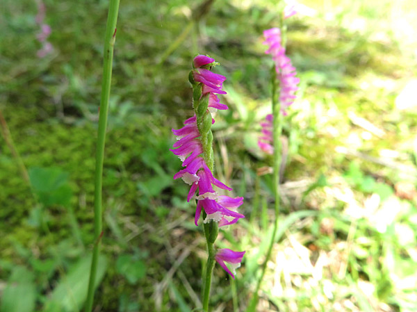 photo・ネジバナ・地附山