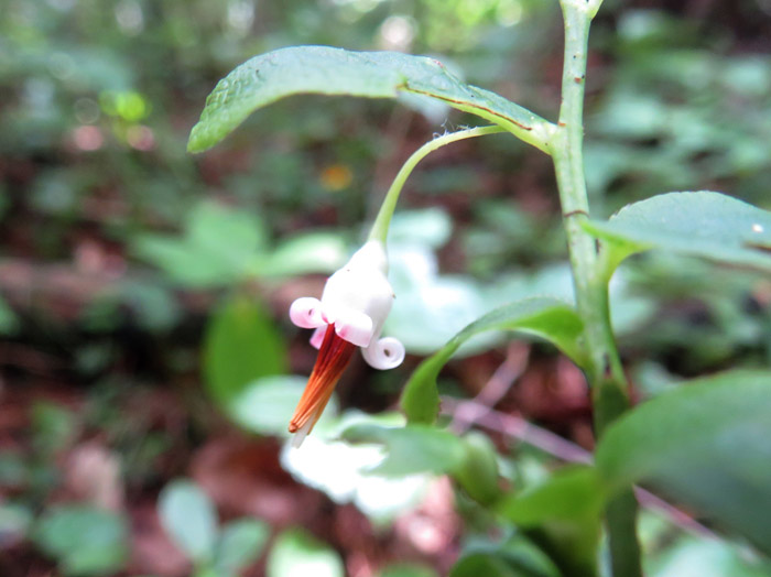 photo：アクシバの花 ・地附山
