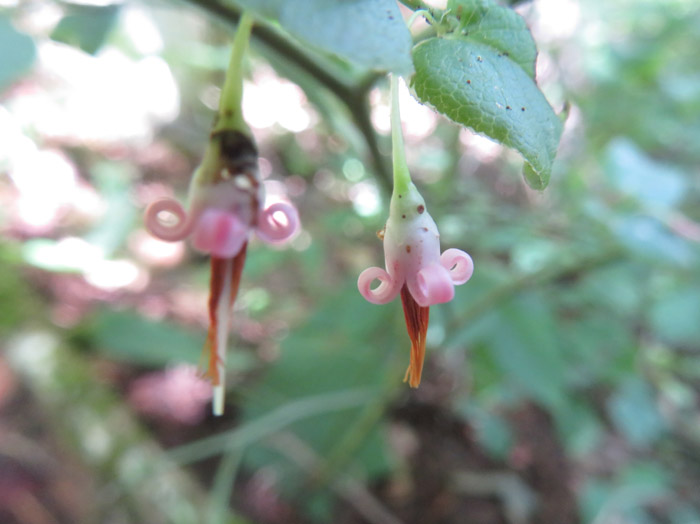 photo：アクシバ