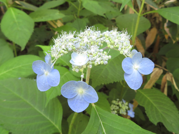 photo：エゾアジサイ・戸隠森林植物園