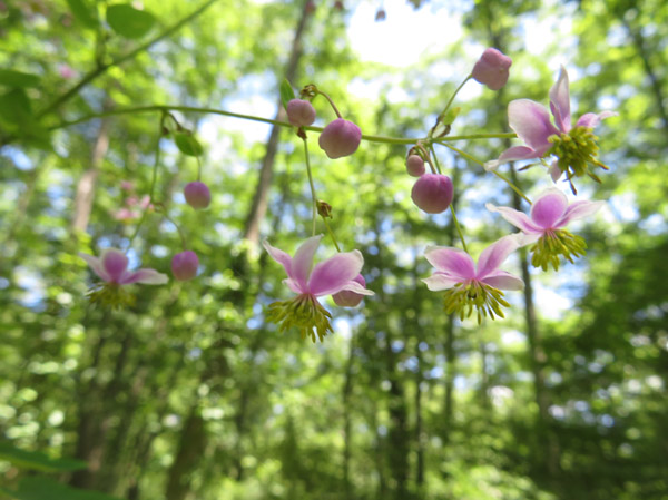 photo：シキンカラマツ・戸隠森林植物園