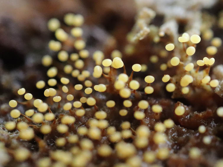 アカモジホコリ