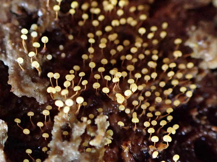 アカモジホコリ