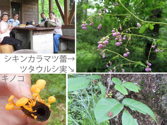 photo：おやつタイムは楽しいな・シキンカラマツ蕾,ツタウルシ実,戸隠森林植物園