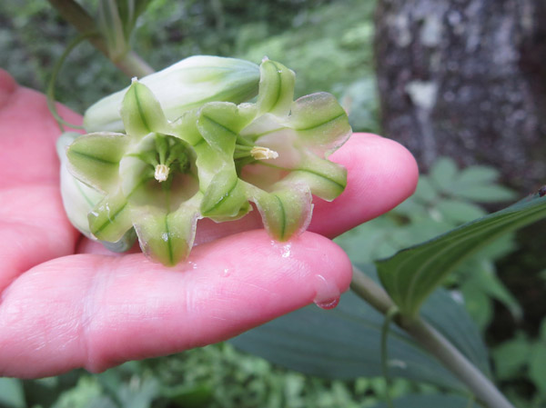 photo：オオナルコユリの花の内部・戸隠森林植物園