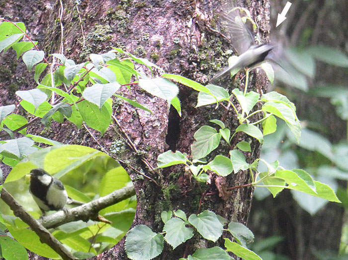 photo：餌を運んで飛び立つシジュウカラ・戸隠森林植物園