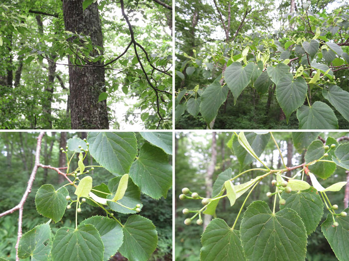 photo：シナノキの蕾,ヘラ形の苞・戸隠森林植物園
