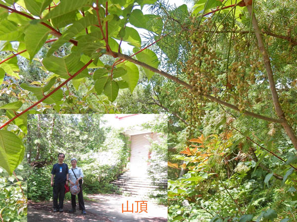 photo：赤くなり始めたヤマウルシ・大峰山