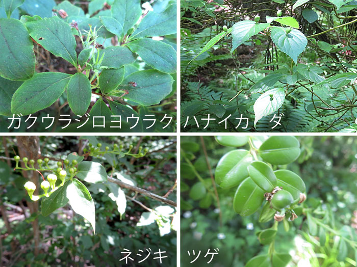 photo：木々の実が大きくなってきた,ガクウラジロヨウラク,ハナイカダ,ネジキ,ツゲ・大峰山